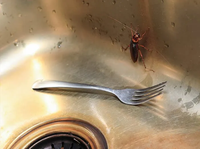 cockroach-pest-xperts