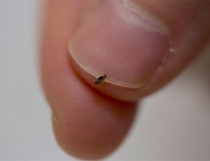flea-control-pests