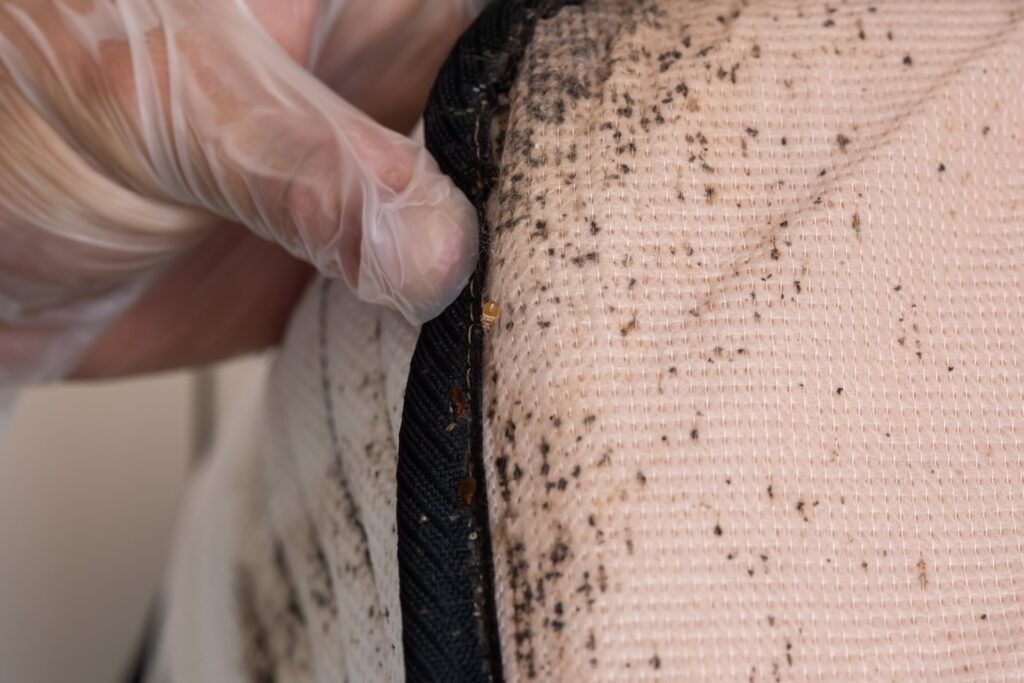 bed-bugs-pests