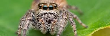 spider-control